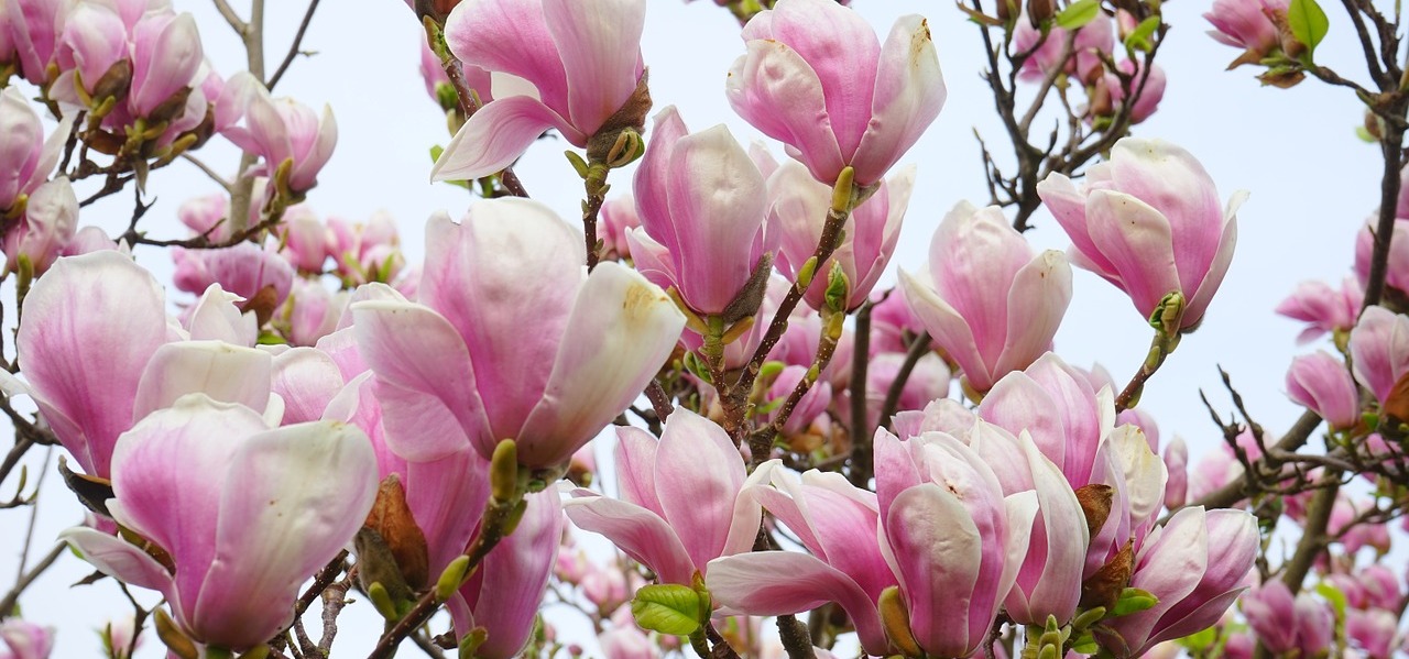 Magnoliile au  inflorit. Noi cand inflorim?