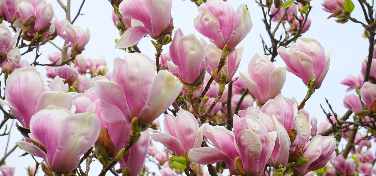 Magnoliile au  inflorit. Noi cand inflorim?