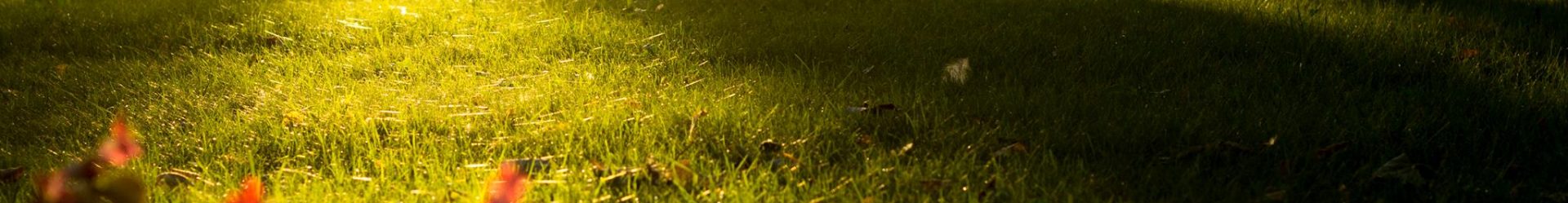 Mindfulness – Un stil de viata
